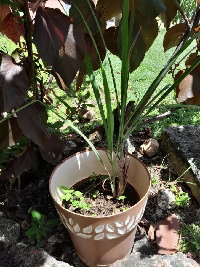 My Tiny Caritan- Petit Coin De Paradis- Bungalow De Vacances- Jardin, Plage, Piscine Attenante サンタンヌ エクステリア 写真